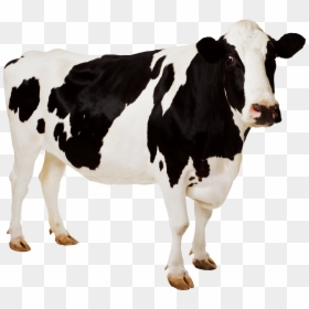 Cow Jpg, HD Png Download - cow png
