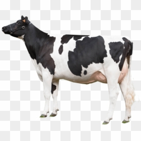 Dairy Cow Transparent Background, HD Png Download - cow png