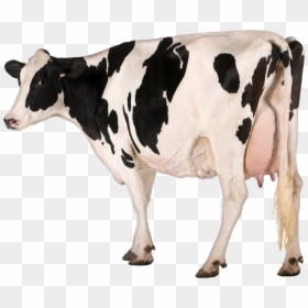 Holstein Cow White Background, HD Png Download - cow png