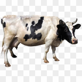 Cow Png File - Vacas Central Lechera Asturiana, Transparent Png - vhv