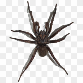 Spider With No Background, HD Png Download - spider png