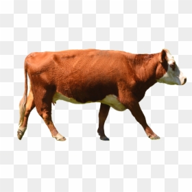 Cow Png, Transparent Png - cow png