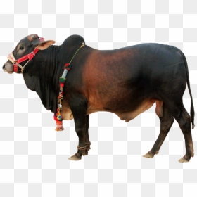 Qurbani Cow Pic Png, Transparent Png - cow png