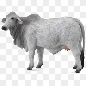 White Cow Transparent Background, HD Png Download - cow png