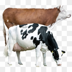 Pregnant Holstein Friesian Cows, HD Png Download - cow png