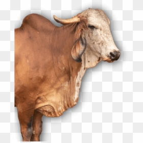 Gir Cow Png Photo Face, Transparent Png - cow png