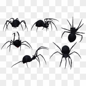 Spiders Png, Transparent Png - spider png