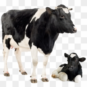 Dairy Cow Png, Transparent Png - cow png