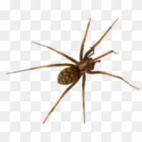 Common House Spider, HD Png Download - spider png