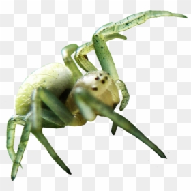 Green Animals Transparent, HD Png Download - spider png