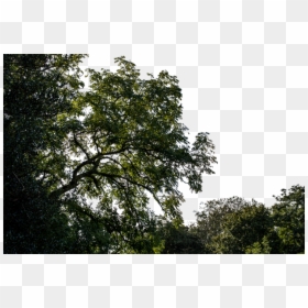 Foreground Tree Branch Png, Transparent Png - forest png