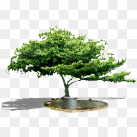 Tree, HD Png Download - forest png