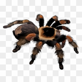 Spider Tarantula Png, Transparent Png - spider png
