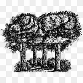 Black And White Forest Clip Art, HD Png Download - forest png