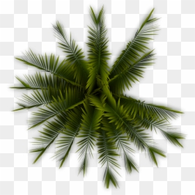 Palm Tree Top Png, Transparent Png - palm trees png