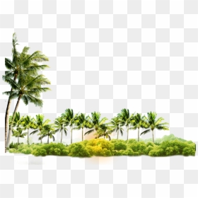 Transparent Background Summer Png, Png Download - palm trees png