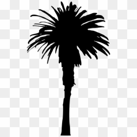 Single Palm Tree Silhouette, HD Png Download - palm trees png