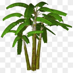 Banana Tree Clipart Png, Transparent Png - palm trees png