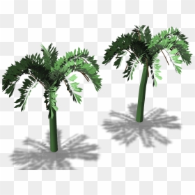 Borassus Flabellifer, HD Png Download - palm trees png