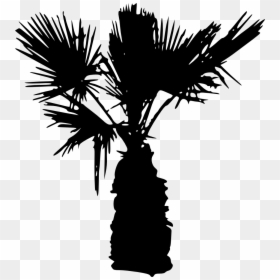 Palm Tree Silhouette Transparent Background, HD Png Download - palm trees png