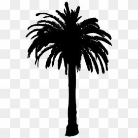 Date Palm Tree Silhouette, HD Png Download - palm trees png