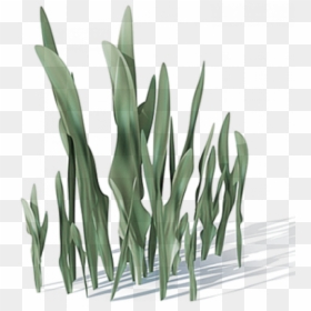 Natural Objects, HD Png Download - plants png