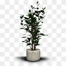 Transparent Indoor Plant Png, Png Download - plants png