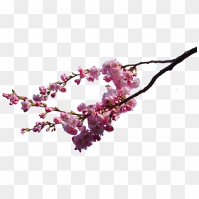 Cherry Blossom Transparent Background, HD Png Download - cherry blossom png