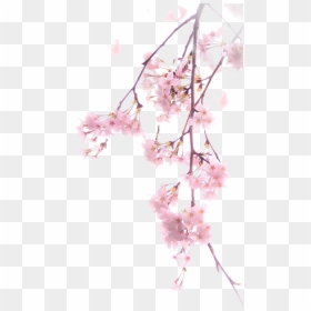 Real Cherry Blossom Png, Transparent Png - cherry blossom png
