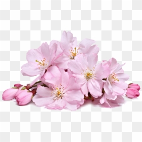 Real Cherry Blossom Png, Transparent Png - cherry blossom png