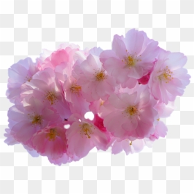 Transparent Cherry Blossom Flower, HD Png Download - cherry blossom png
