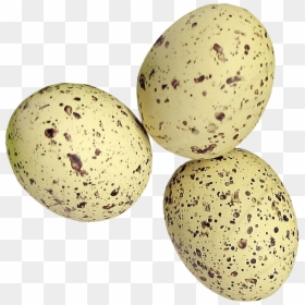 Quail Eggs Png, Transparent Png - easter egg png