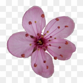 Single Cherry Blossom Flower Drawing, HD Png Download - cherry blossom png