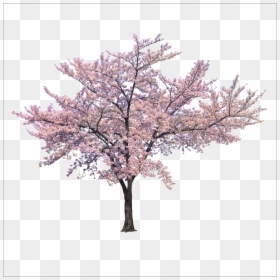 Cherry Blossom Tree Png, Transparent Png - cherry blossom png