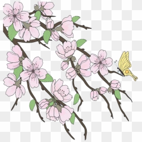Cherry Blossom Png, Transparent Png - cherry blossom png