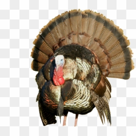 Turkey Png Hd, Transparent Png - turkey png