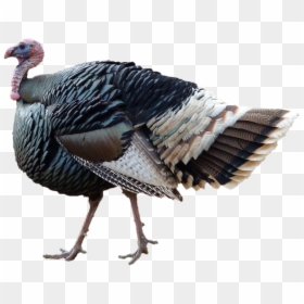 Turkey Png, Transparent Png - turkey png