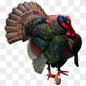 Wild Turkey Transparent, HD Png Download - turkey png
