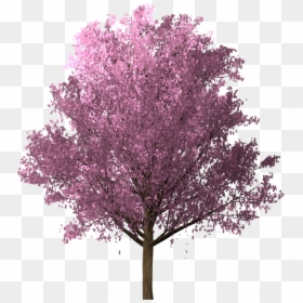 Cherry Blossom, HD Png Download - cherry blossom png