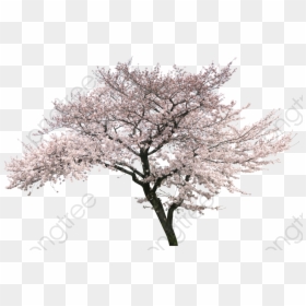 Real Cherry Blossom Trees Png, Transparent Png - cherry blossom png