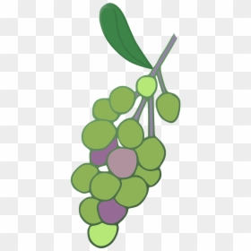 Grape, HD Png Download - vine png