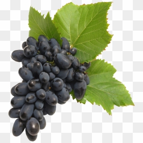 Wine Grapes Transparent, HD Png Download - vine png