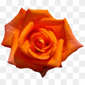 Orange Rose Flowers Png, Transparent Png - orange png