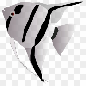 Freshwater Angelfish, HD Png Download - angel png