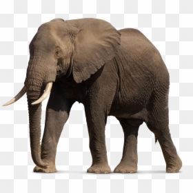 African Elephant Png, Transparent Png - elephant png