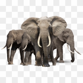 Elephants Png, Transparent Png - elephant png