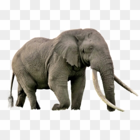 Biggest Animal In Africa, HD Png Download - elephant png