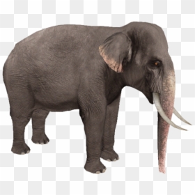 Asian Elephant Without Background, HD Png Download - elephant png