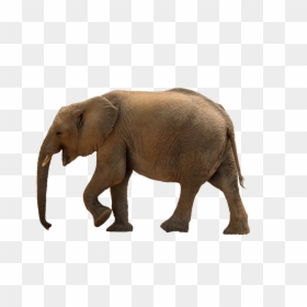 Marche Elephant, HD Png Download - elephant png