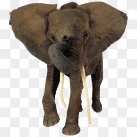 African Elephant Transparent Background, HD Png Download - elephant png